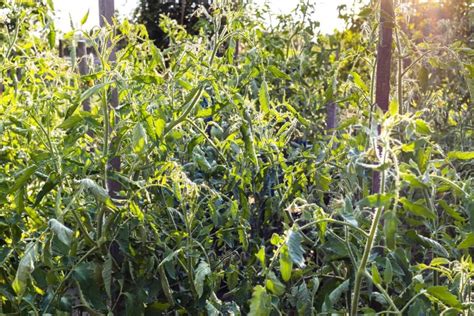 How to Stake Tomatoes in 4 Simple Steps .